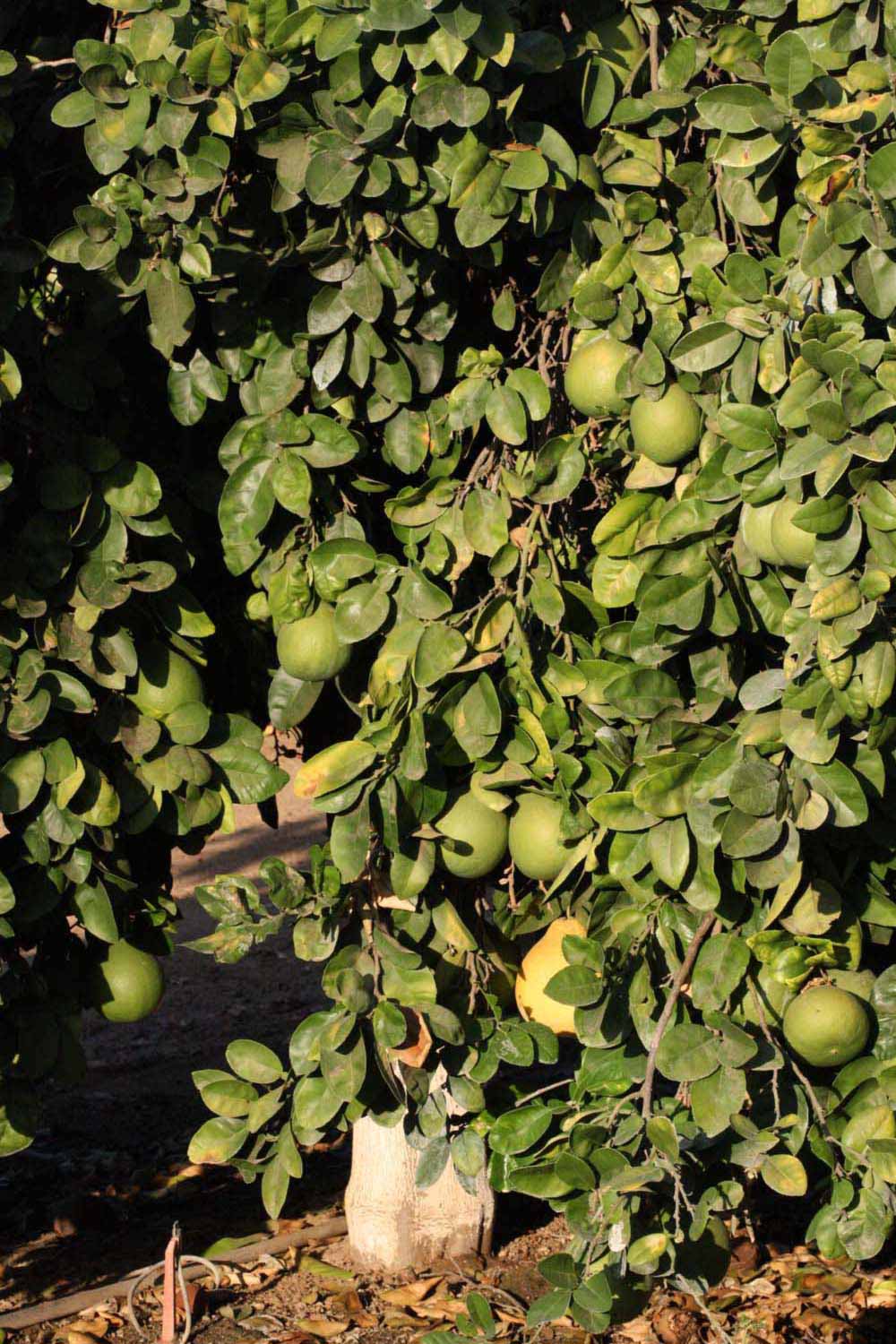            Habit (Riverside, CA)   